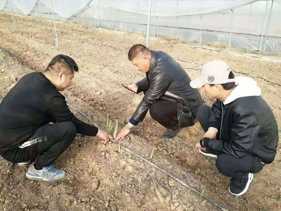 來自河南、山東、新疆的客人在種植園考察