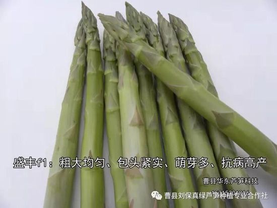 春天，常食蘆筍很保健