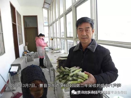 春天，常食蘆筍很保健