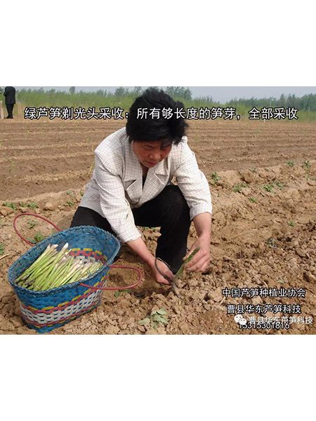 2020《劉保真：跟我學種蘆筍》之5：綠蘆筍的留母莖采收