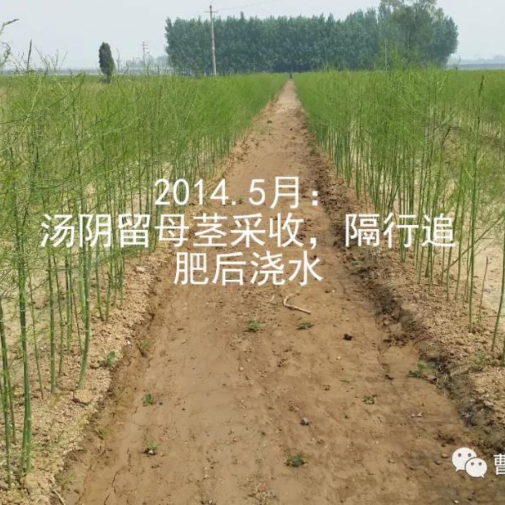 2020《劉保真：跟我學種蘆筍》之5：綠蘆筍的留母莖采收