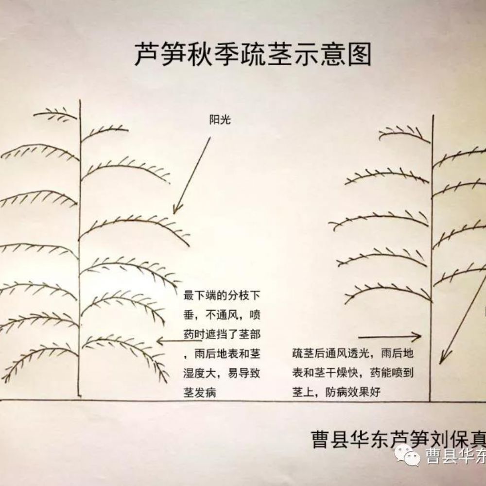 2020《劉保真：跟我學種蘆筍》之5：綠蘆筍的留母莖采收
