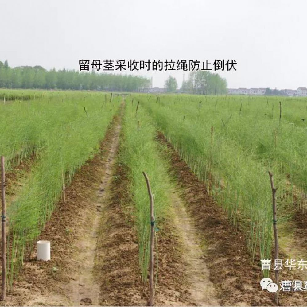 2020《劉保真：跟我學種蘆筍》之5：綠蘆筍的留母莖采收
