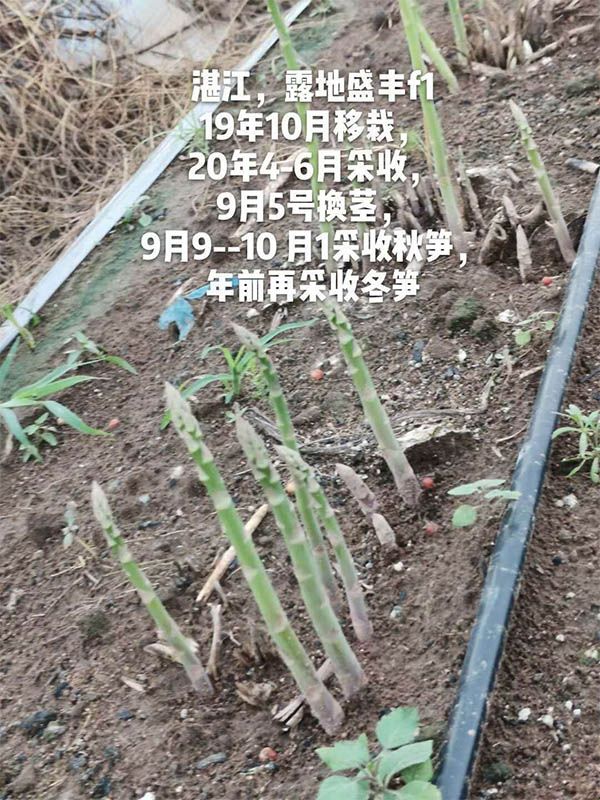 去年10月種植，現(xiàn)在開始第二次采收