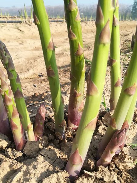 蘆筍種植的詳細(xì)介紹！