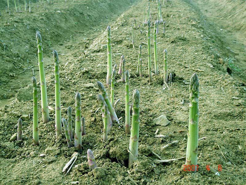 蘆筍種子的種植方法和時間？